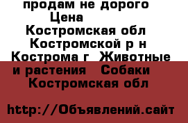 продам не дорого › Цена ­ 8 000 - Костромская обл., Костромской р-н, Кострома г. Животные и растения » Собаки   . Костромская обл.